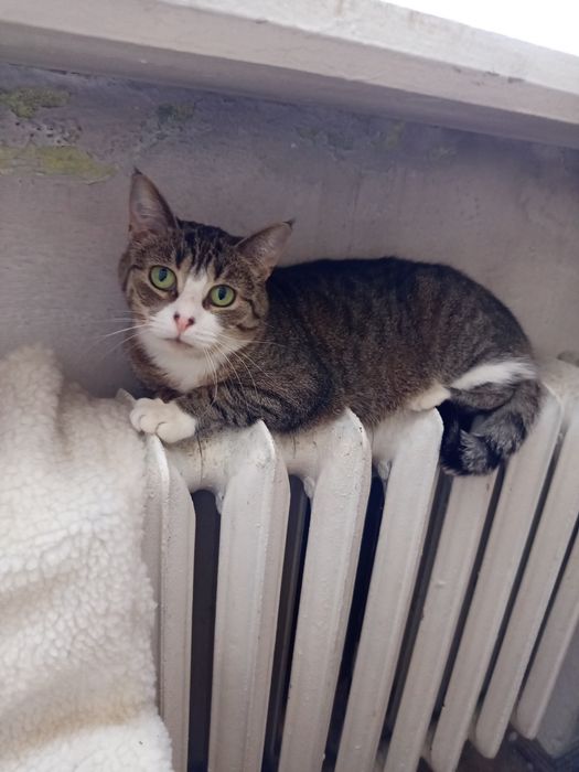 Pilne!Jak nie znajdę jej domu wróci na działki:(