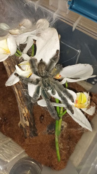 Psalmopoeus irminia samiec