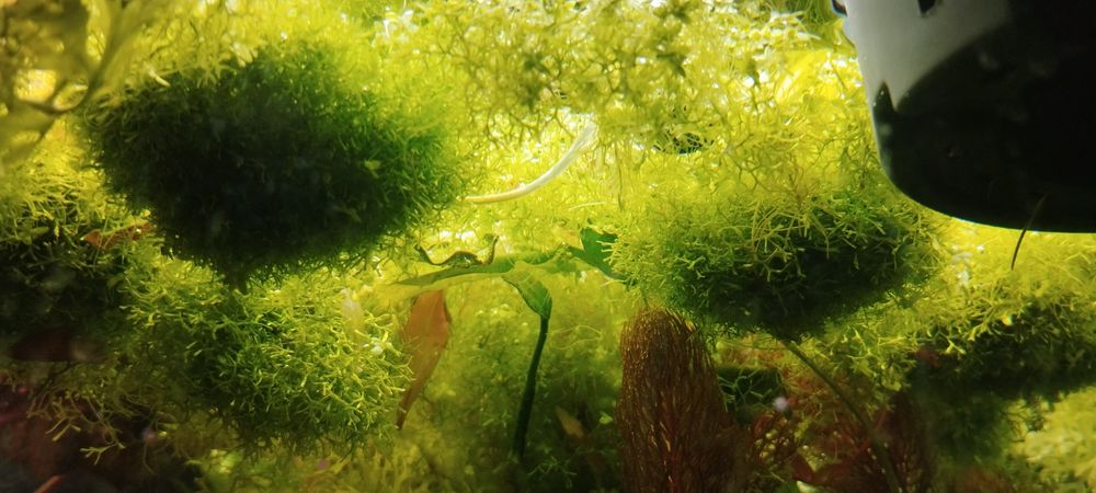 Wgłębka wodna. Duże porcje