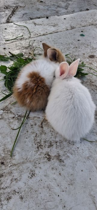 Sprzedam kruliki miniaturki