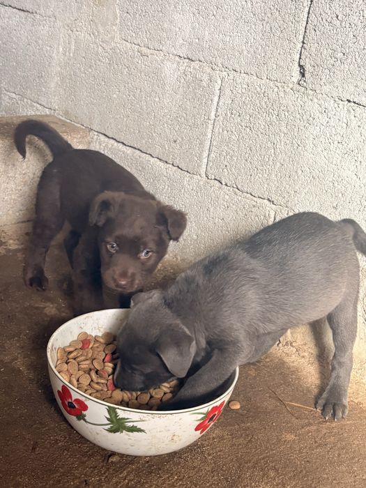 Cadela cinza X Pit Bull