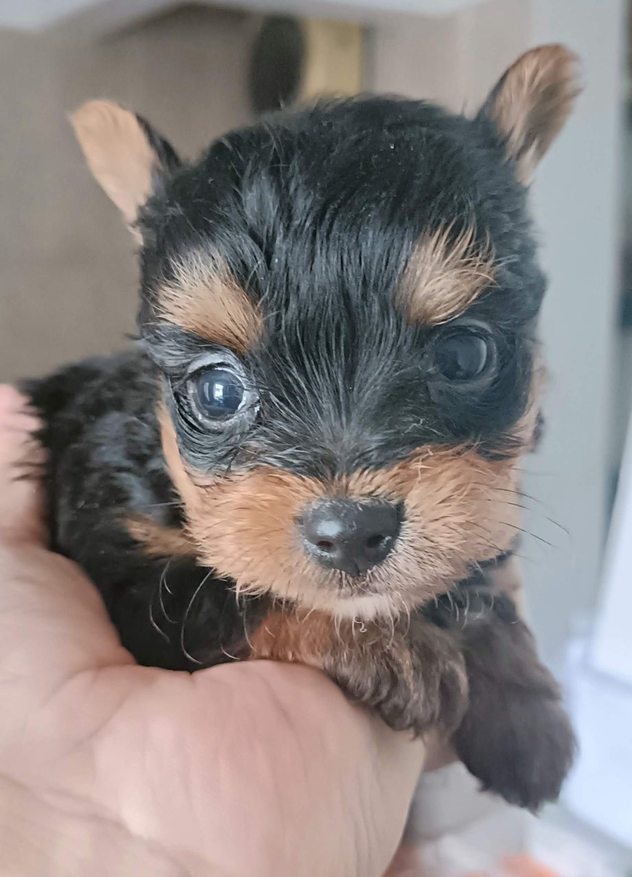 Yorkshire Terrier mini