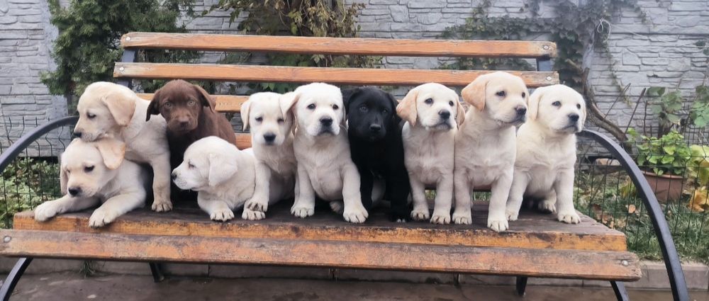 Элитные щенки Питомника Лабрадор Ретривер Документы ЧИП Паспорт Достав