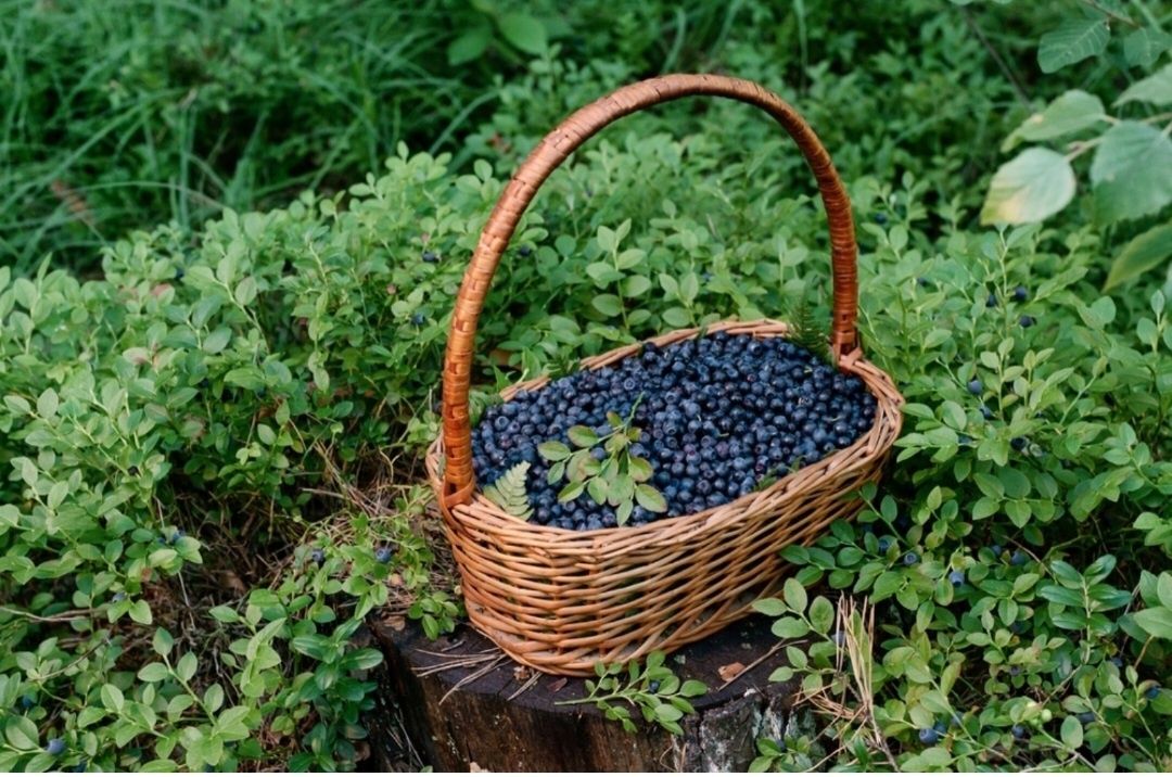 Sprzedam jagode leśna na litry lub kilogramy