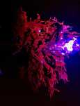 Halymenia floresii fluo red /oddech smoka/Makroglon - akwarium morskie
