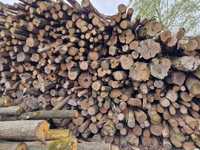Drewno Akacja (robinia) 2,5m