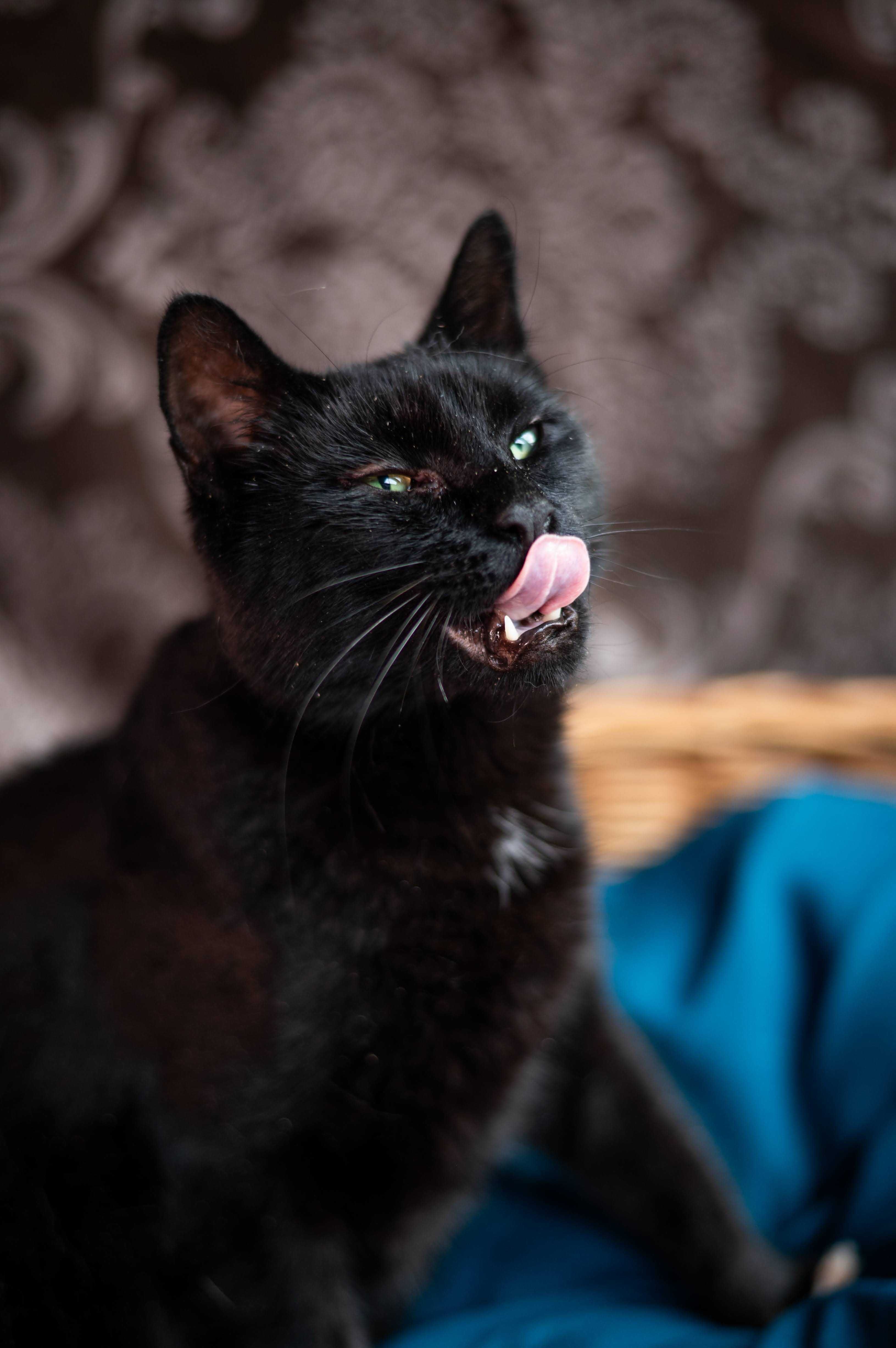 SZPAK MEFISTO kocur do adopcji