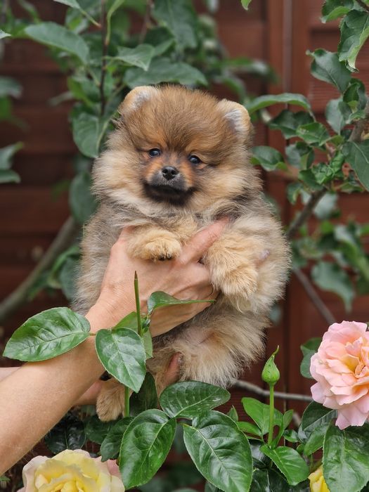 Szpic miniaturowy (Pomeranian)