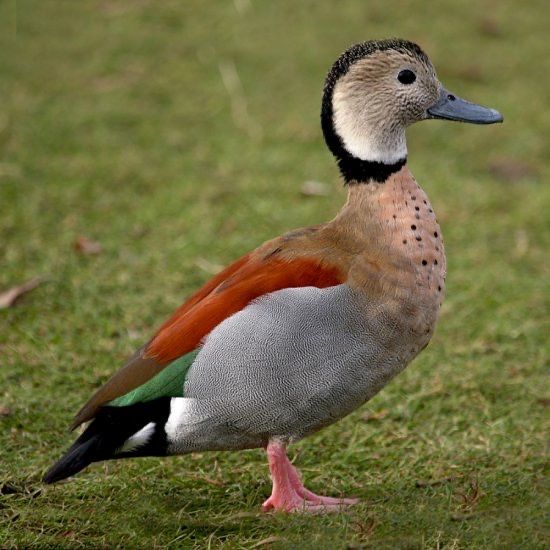 Casal Repordutor Patos Ringed Teal