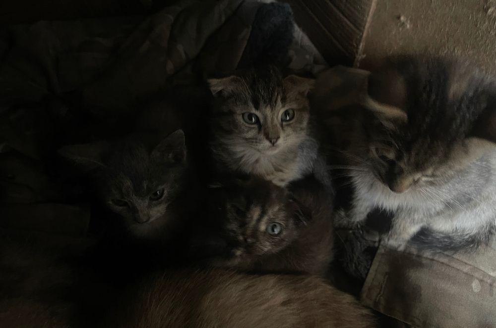 Віддам котиків в добрі руки