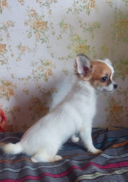 Чихуахуа дівчата длинношерстні
