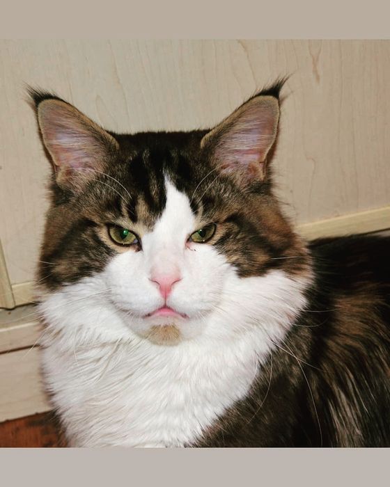 В'язка Мейн кун Львів