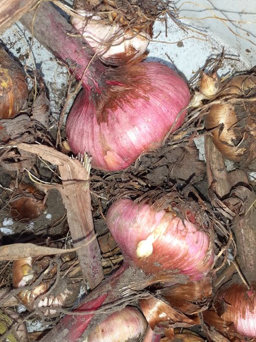 Гладиолусы цыбулынки