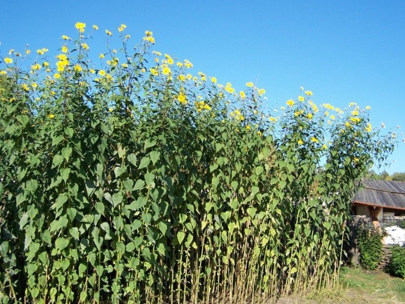 Topinambur sadzonki naturalne bez odprysków  dla cukrzyków szynszyli