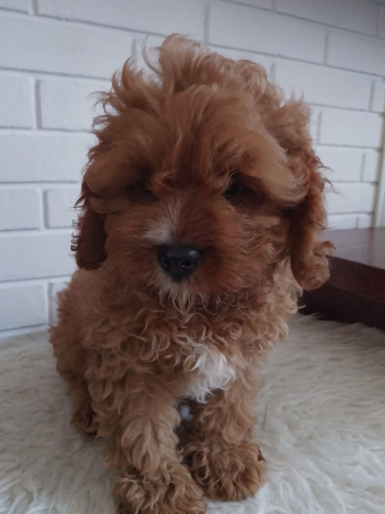 Cavapoo F1 piesek