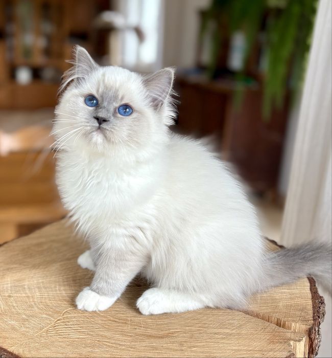 Ragdoll FPL kotka blue mitted