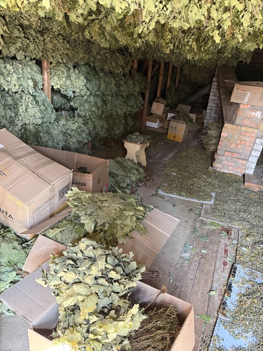 Продам віники для бані