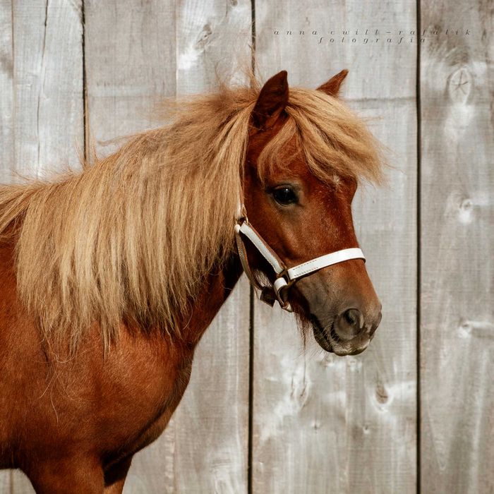 Kuc szetlandzki, klacz, pełne pochodzenie, do hodowli, kucyk, szetland