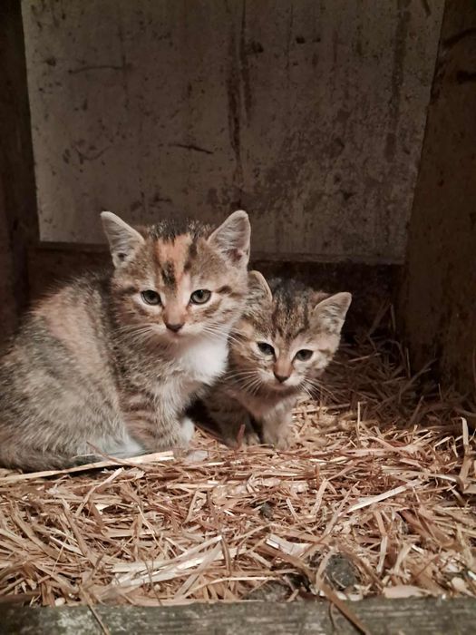 Oddam koty w dobre ręce