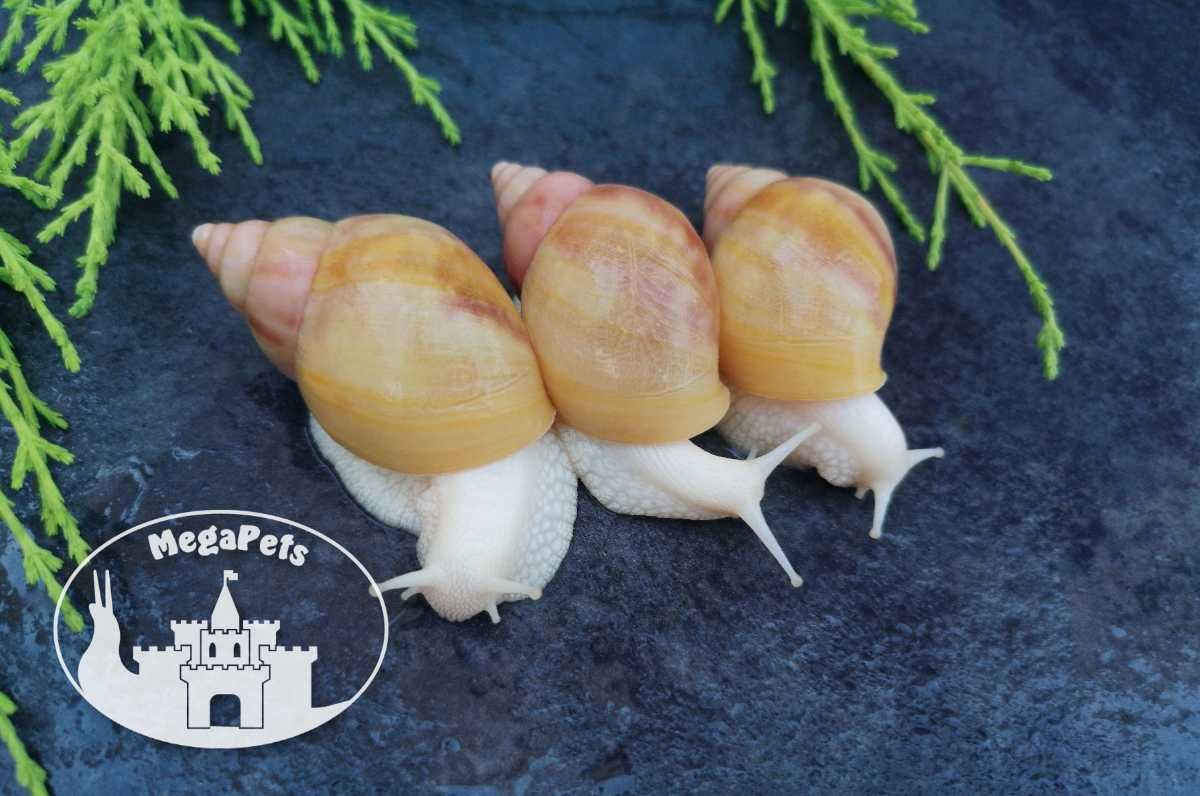 Ślimaki afrykańskie Lissachatina fulica rodatzi Achatina Archachatina