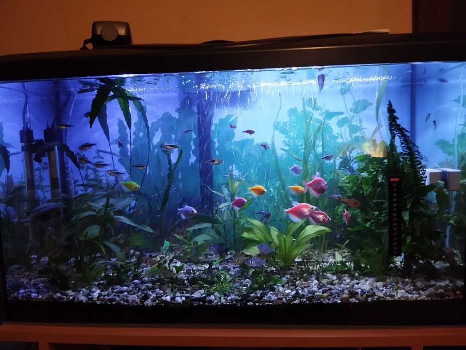 Akwarium z wyposażeniem 120l