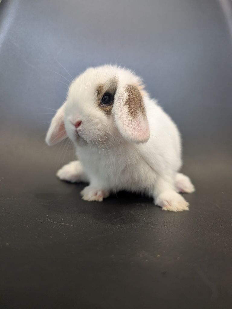 Mini lop, baranek miniaturka, metryka