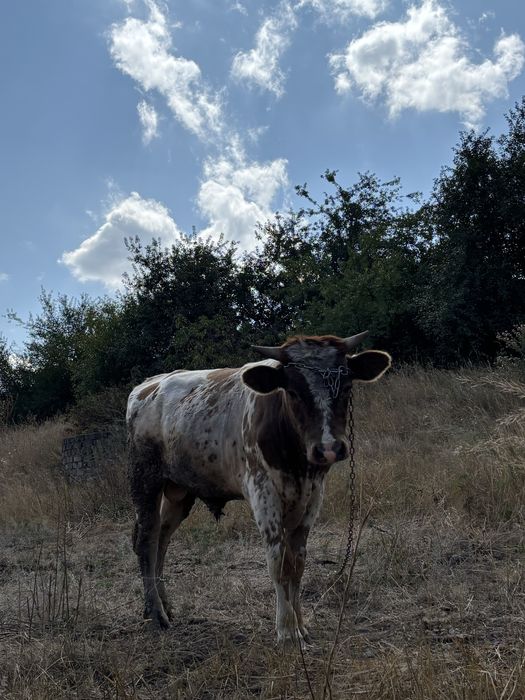 Продам бичка. Дніпропетровська область