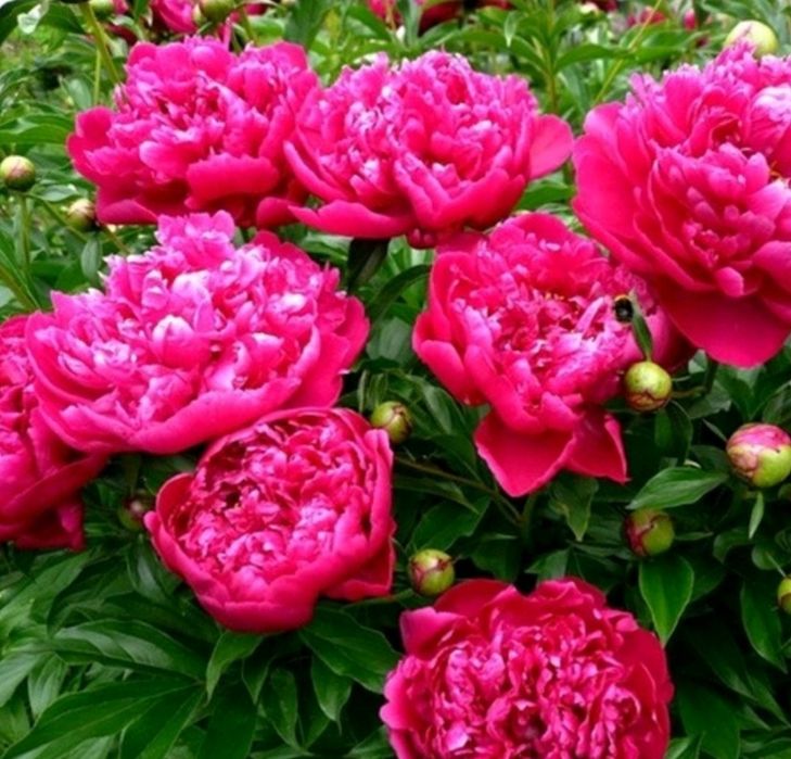 Квіти піони трав'янисті , кущики, саджанці