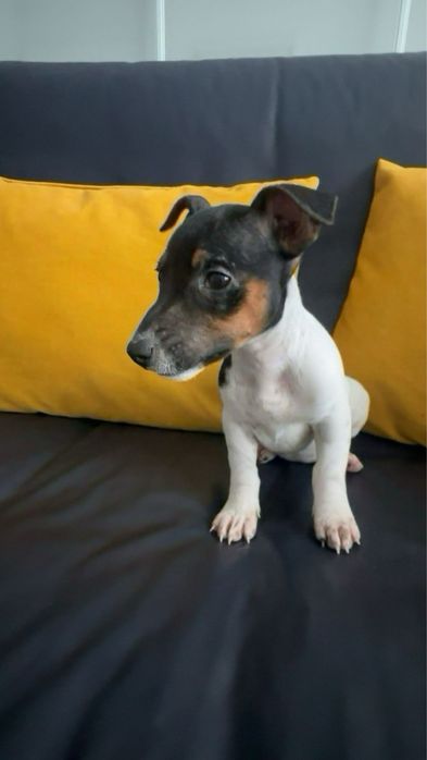 Продаються цуценята Джек-Рассел тер’єр!