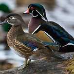 Patos Mandarim, Mandarim Branco e Carolino