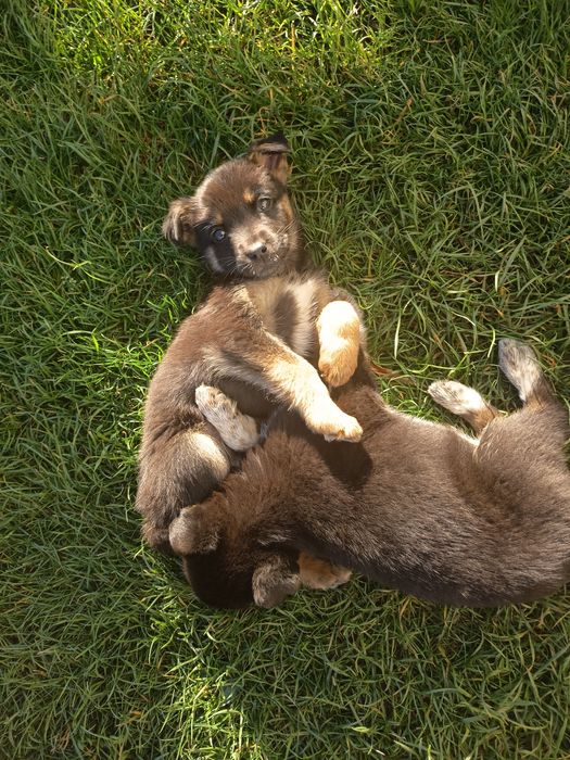 Oddam szczeniaki samice