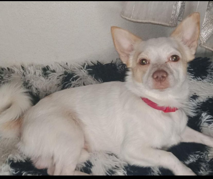 Метис чихуа собаки