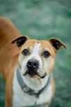 Lola do adopcji !!