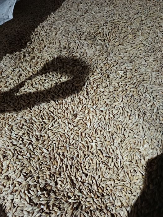 Jęczmień zimowy bianca , Infiniti po kwalifikacie