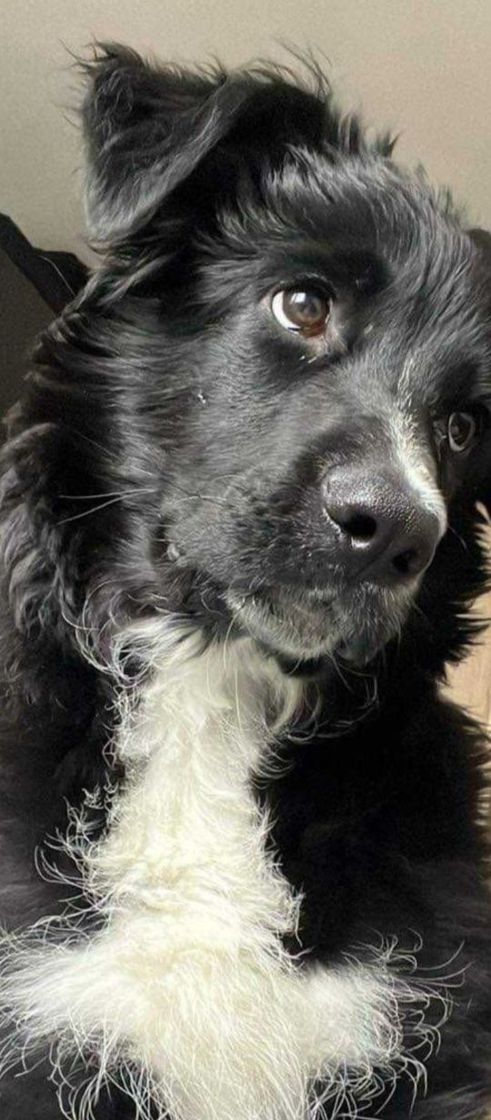 Oddam psa w typie border collie