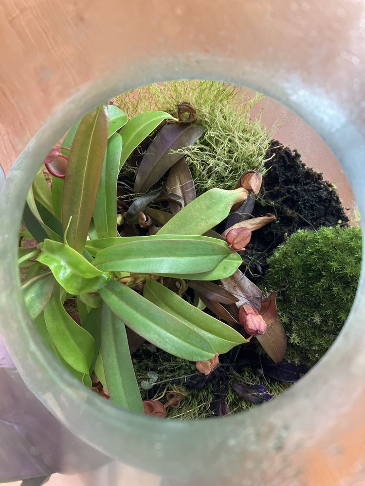 terrarium z roślinami mięsożernymi