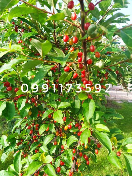 Гумі ірга інжир фундук