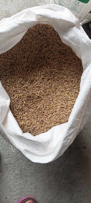 owies bezłuskowy 2025