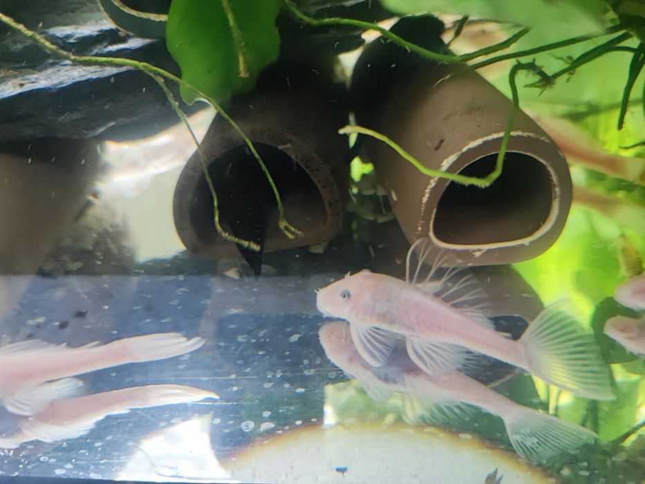 Zbrojnik Ancistrus L144 snow white, krótka płetwa