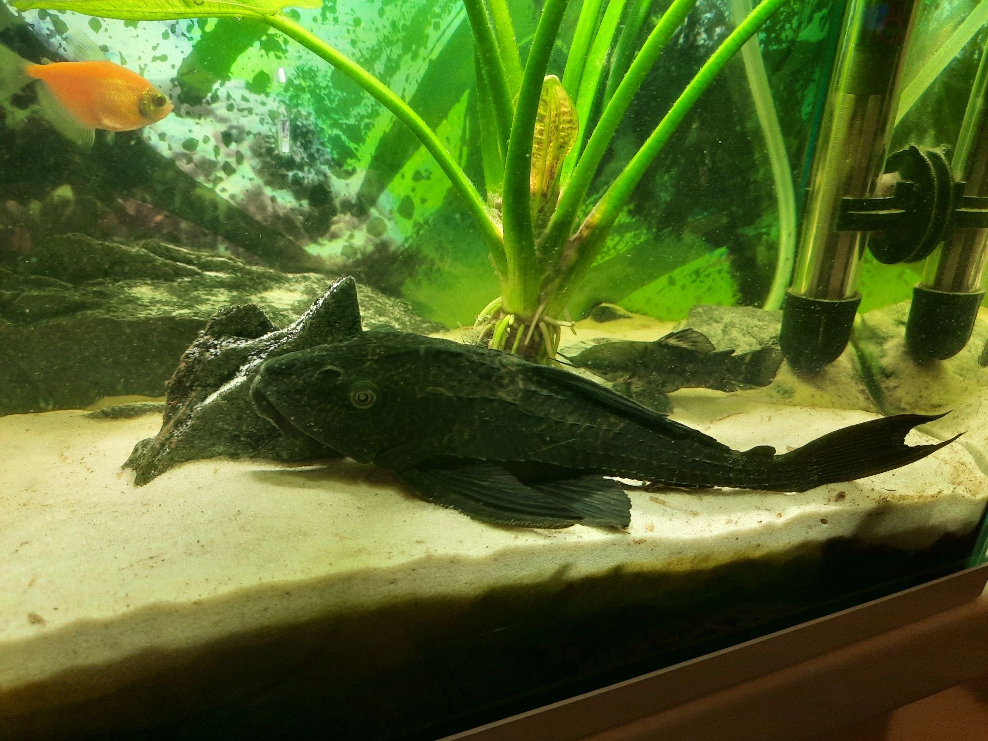 Sprzedam Glonojada około 20cm