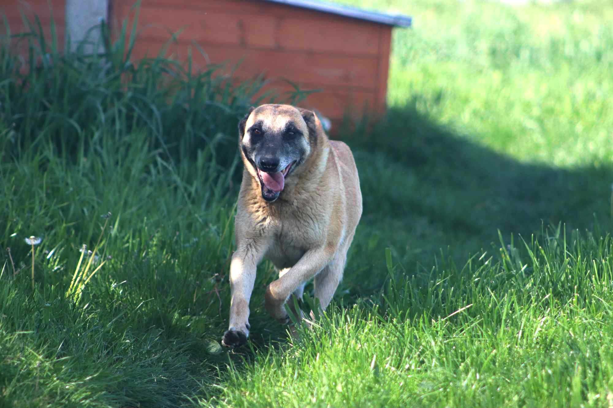 Balbina super sunia szuka domku