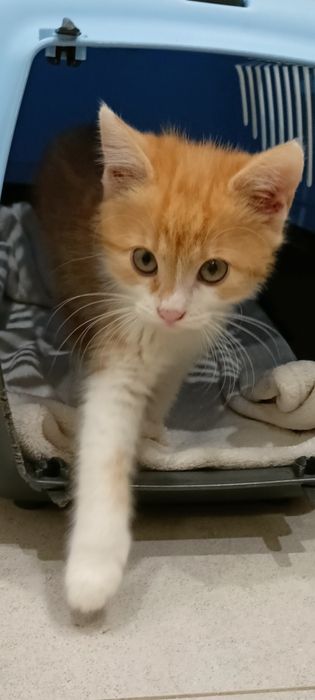 Kotka dziewczynka 10 tygodni do adopcji Rezerwacja