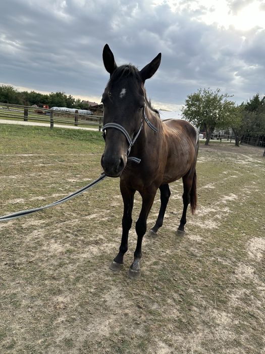 3 letni wałach PKS Habir