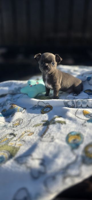 Chihuahua Fêmea Pêlo Curto