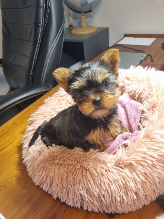 Yorkshire Terrier mini