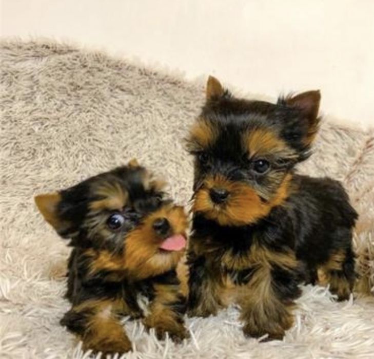Yorkshire terrier menino
