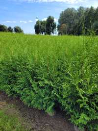 Tuja Brabant 100 cm tuje 120 thuja thuje gelderland żywopłot szybkoros