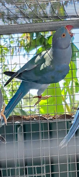 Ring necks duplos portadores cc e opalino 2023 e 2024 opalinas / cc