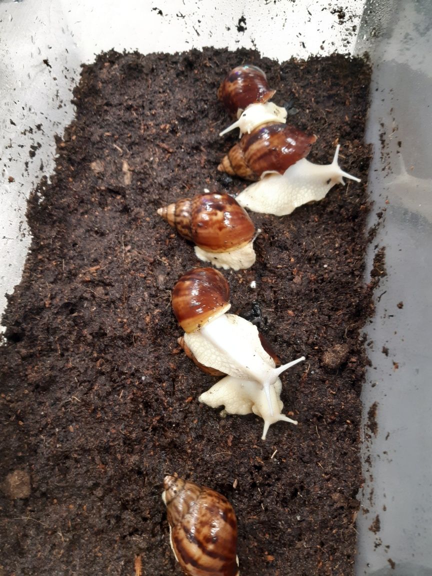 Ślimak Afrykański ( achatina fulica albino)