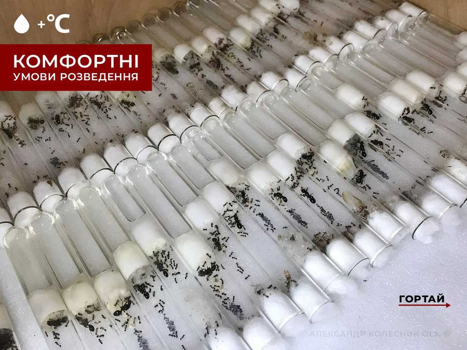 Колонії 30+ робітників + матка, Жнеці, Messor Structor